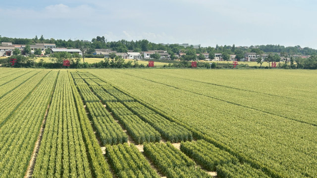 使用北斗导航播种的光明社区高标准实验田。