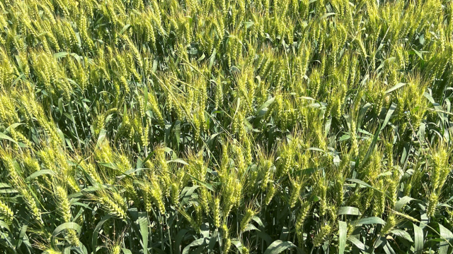 光明社区高标准农田中穗粒饱满的武农981号小麦。