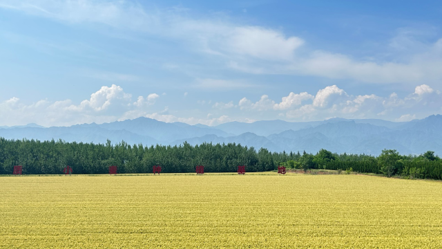 秦岭脚下，宝鸡金台区光明社区高标准农田的小麦长势喜人。