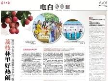 荔枝林里好热闹｜速览《南方日报·电白视窗》171期
