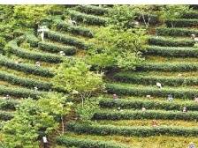 河源紫金邀四方宾客共享蝉茶蜜香