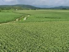 浈江犁市镇内腾村：大力发展富农兴村产业，助推乡村振兴