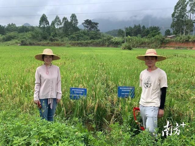对照试验现场图