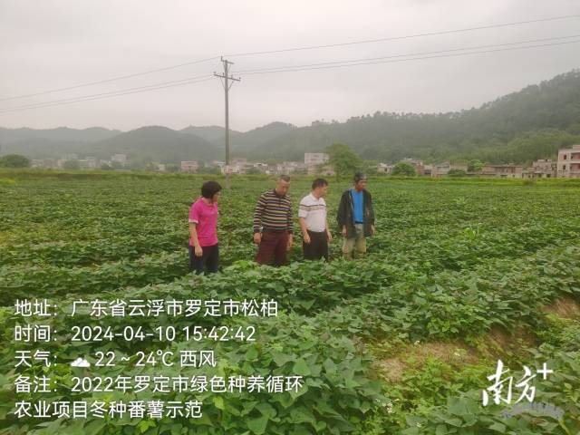 2022年罗定市绿色种养循环农业项目冬种甘薯示范现场图