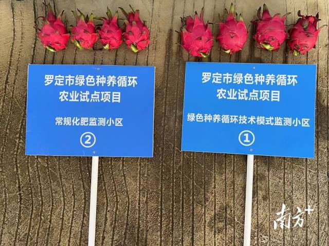 采用绿色种养循环技术模式所种的火龙果显然更壮实。