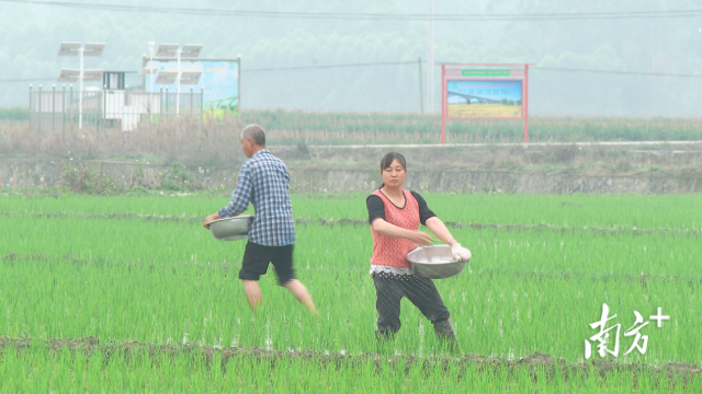 好米卖好价是当地农民的朴素心愿。