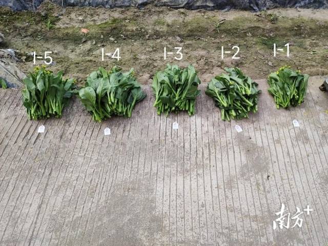 注：I-1为不施肥处理，I-2、I-3仅施用化肥，I-4、I-5为不同比例粪肥化肥配合施用
