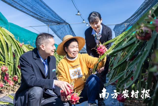 农行广东惠州分行员工走进果园了解农户种植情况、介绍农行金融产品。