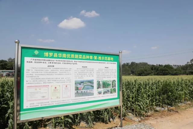博罗县华南优异蔬菜种类育-繁-推树模基地
