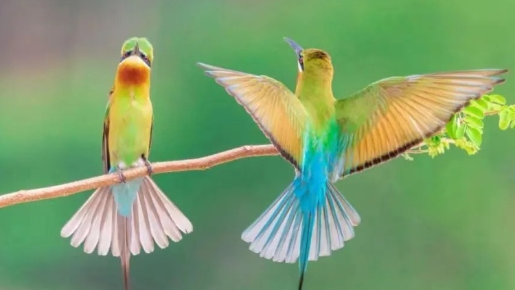 欢迎光临！“中国最美小鸟”再次安家湛江