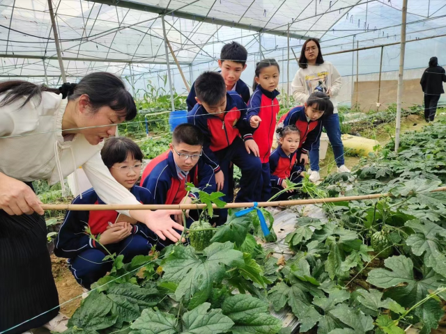 研学游学生认识杜阮凉瓜的生长