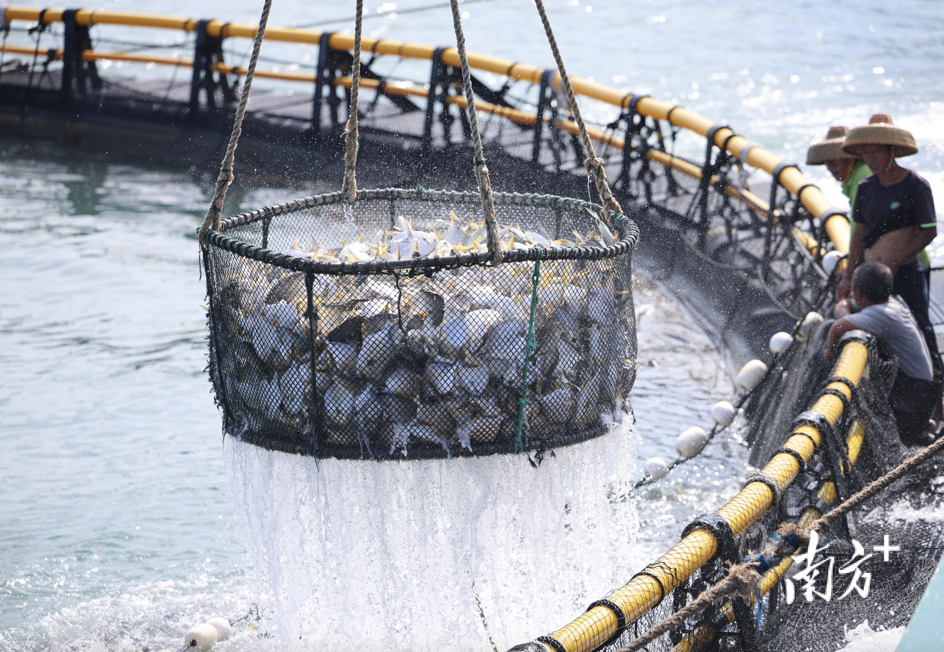 	位于桂山岛附近的网箱养殖金鲳鱼喜获丰收。南方+记者 关铭荣 摄
