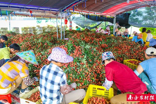 新屋村荔枝采购分选点