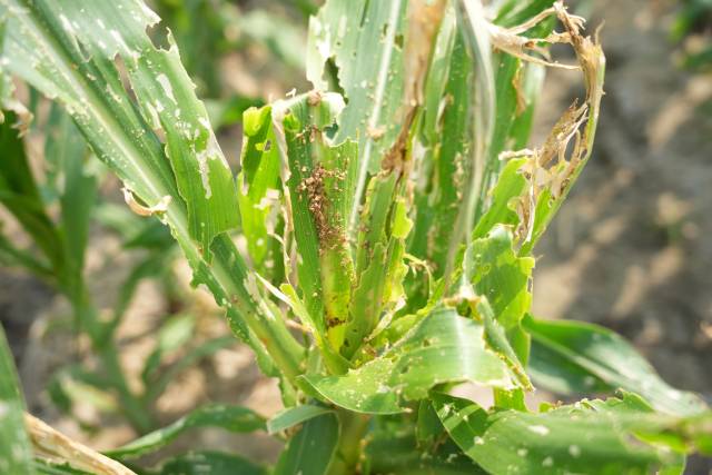 普通大田玉米饱受病虫害侵扰后的样子。受访者供图