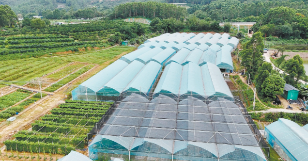 杜阮凉瓜现代化种植示范基地