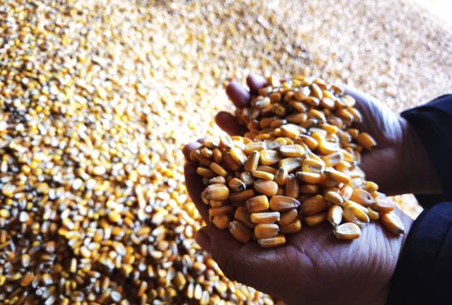 通辽某大型合作社2023年收获的大田玉米。张植宏摄