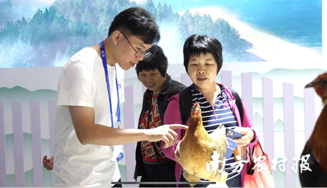 逛展市民咨询了解清远鸡详情。受访者供图