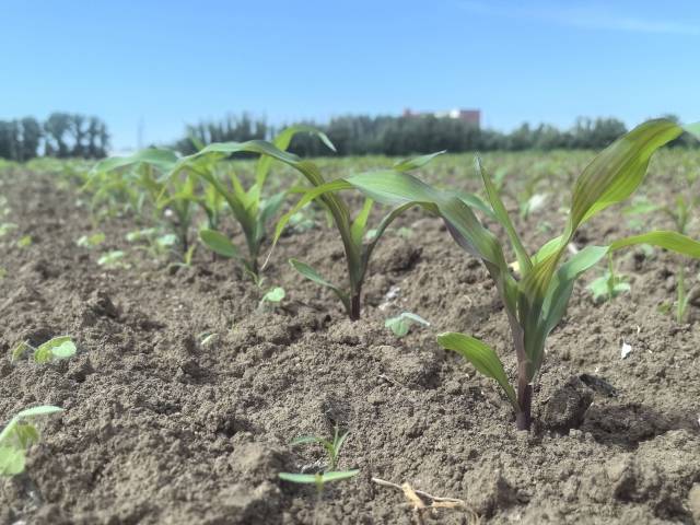 内蒙古通辽，转基因玉米在四月中旬种下。受访者供图