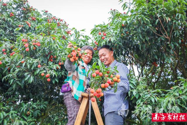 遂溪乌塘镇荔农今年收益可观