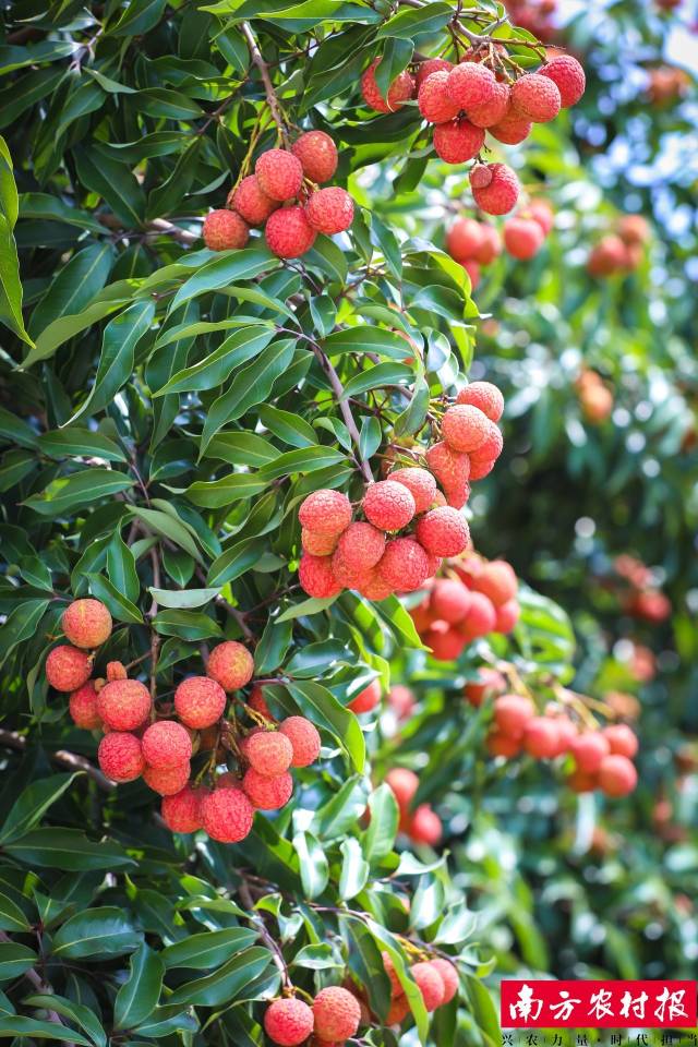 乌塘“仙品荔”