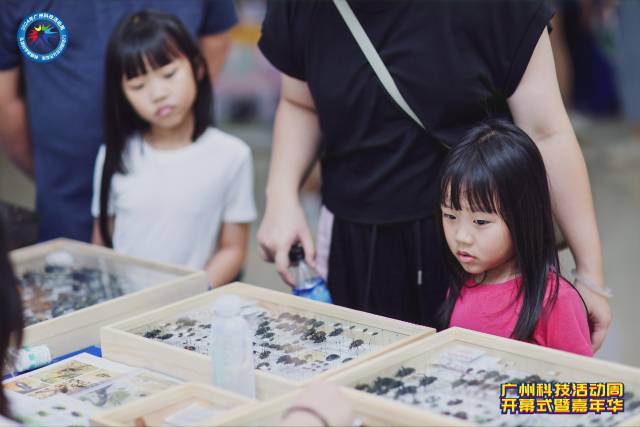 小朋友正在观赏昆虫标本。