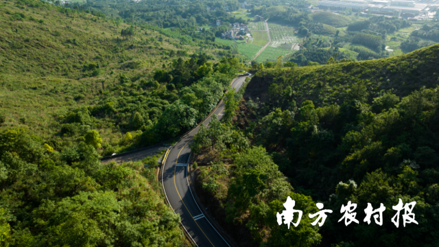 九陂镇道路两旁绿意盎然。