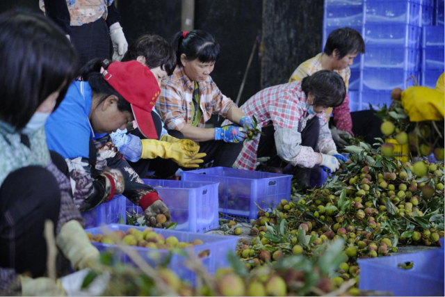 阳西县西荔王果蔬业余相助社的工人们正忙着分拣荔枝。