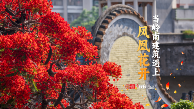 当岭南建筑遇上凤凰花开