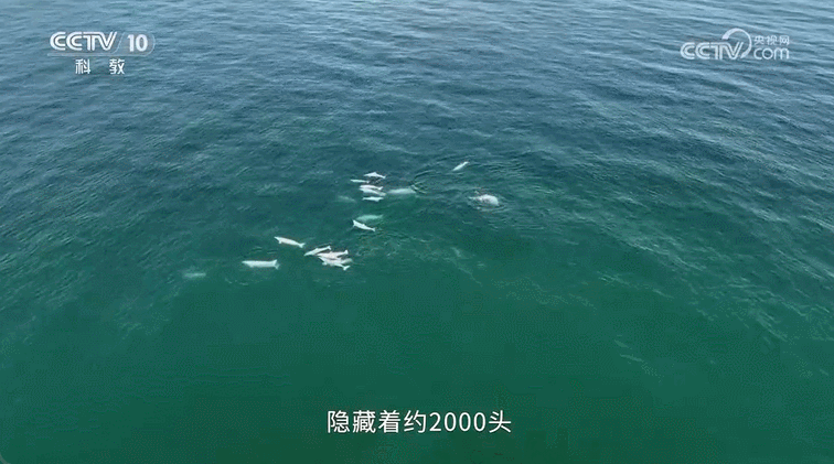《中华白海豚》片段。图片来源：央视科教频道