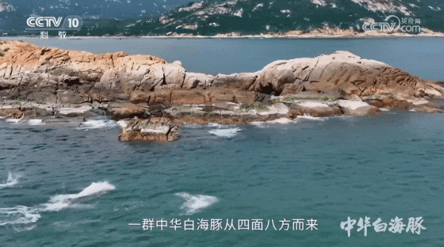 《中华白海豚》片段。图片来源：央视科教频道