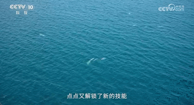 《中华白海豚》片段。图片来源：央视科教频道