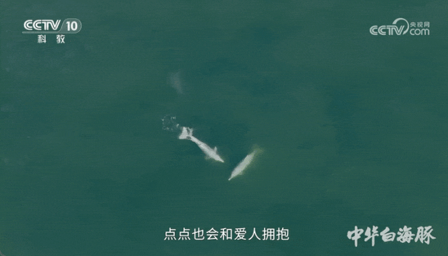 《中华白海豚》片段。图片来源：央视科教频道