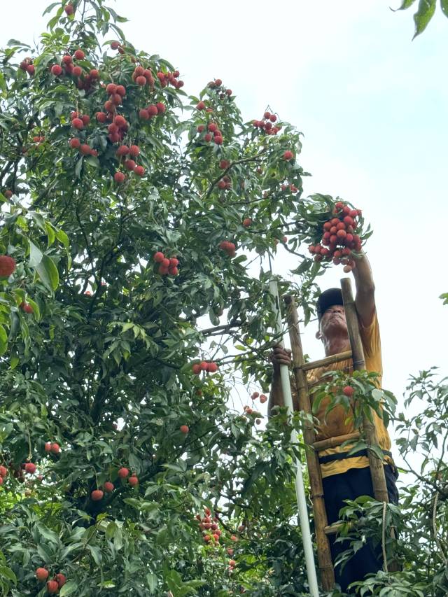 清晨，销路高州市建和果蔬专业合作社的畅价出货成果农在采摘荔枝。