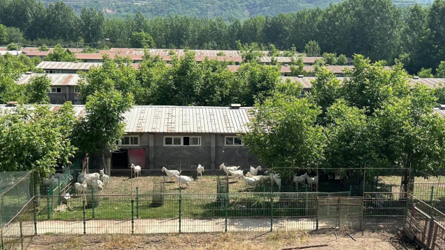 宝鸡秦羊奶山羊养殖场。 李瑞雪摄