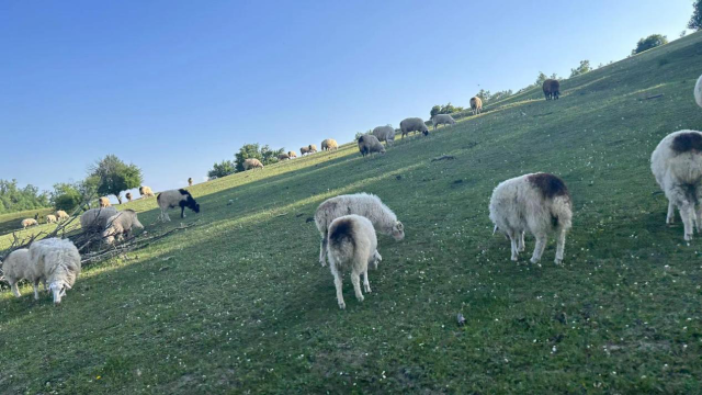 关山草原景区内随处可见的牛羊。李瑞雪摄