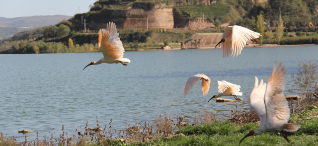 被誉为“东方宝石”“吉祥之鸟”的国家一级保护动物朱鹮翩翩纷飞。千湖国家湿地公园供图