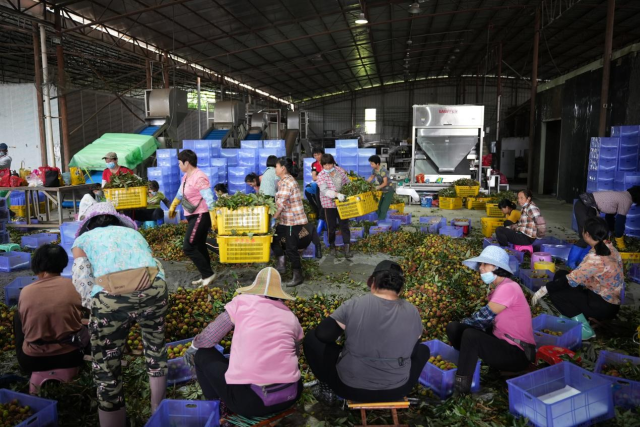 在西荔王合作社果蔬生產(chǎn)基地，工人們正在對(duì)剛采摘下來的荔枝進(jìn)行粗揀,、分裝,。