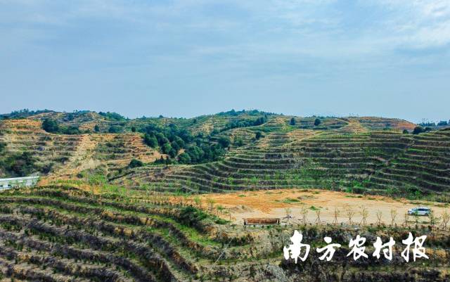 饶平上饶镇下善村李仔寨“樱花茶园”。