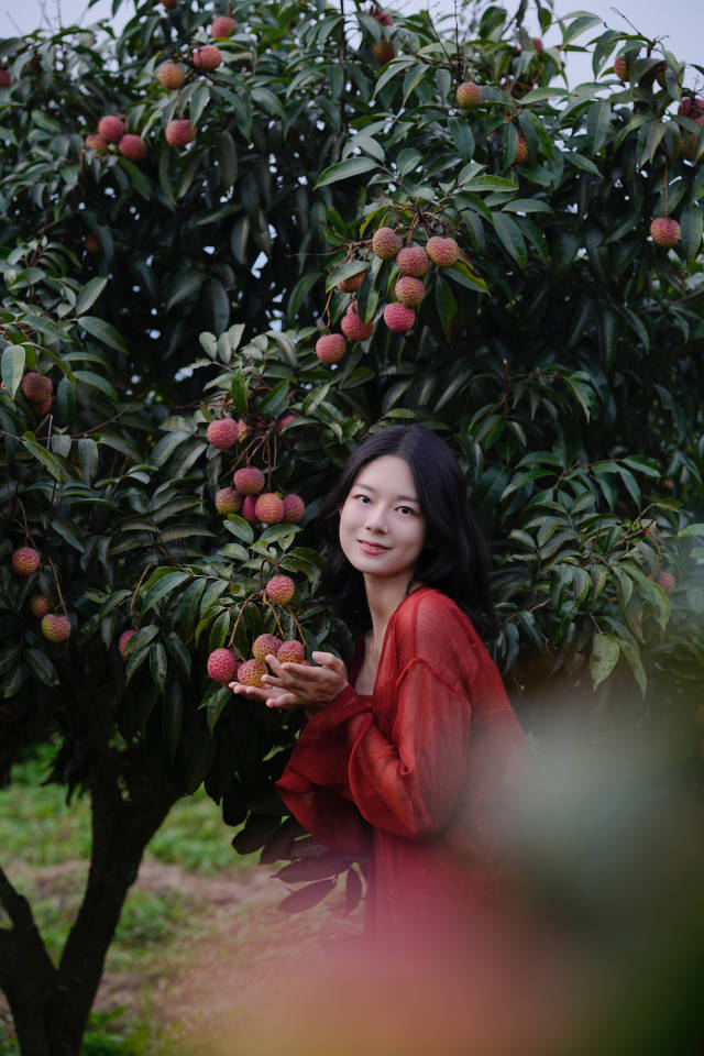阳西荔枝生长于山海之滨，优越的生态环境孕育出优良的品质。