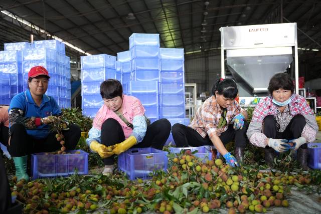 工人们忙着打包分拣早上刚摘下来的荔枝。