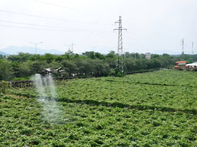 植保无人机趁着天晴给果园施肥打药。