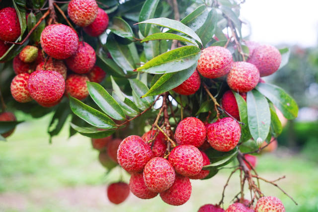 果大肉厚，经过品种改良的阳西荔枝在产量、品质上都得到了提升。
