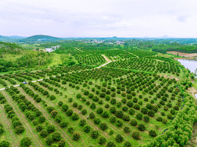 阳西荔枝种植基地。
