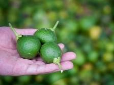 苦尽“苷”来：饮料甜蜜0卡的秘密是它？！｜科技赋能“百千万”