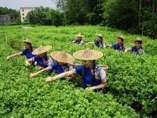 恩平米仓村：三产融合解锁“簕菜+”的N种可能｜江门典型村调研