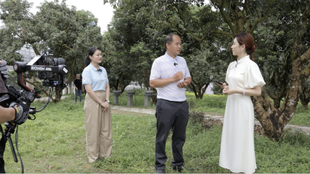 荔枝古树守护人介绍茂名古荔树的历史