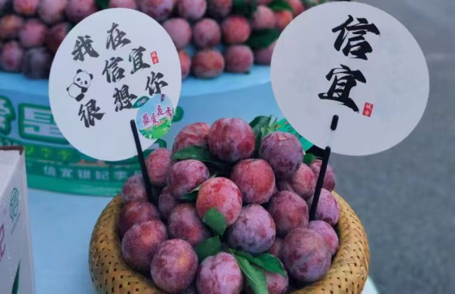  △令人垂涎的信宜“银妃”三华李。