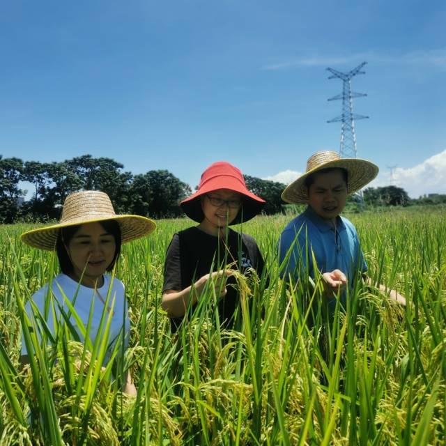 由工作队牵头打造的鳌头镇1700亩“加工型”水稻种植基地，是全国第一个“加工型”专用水稻种植基地。受访者供图