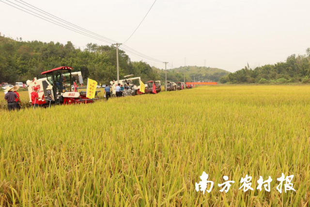 兴宁丝苗米永和种植基地。