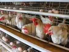 这名返乡创业“新农人”，解锁蛋鸡养殖“致富密码”｜新农人 兴农记③